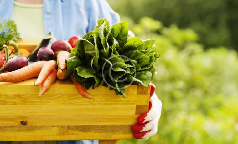 Growing Organics